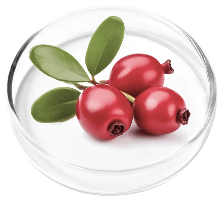 Bearberry (Uva Ursi) leaves and berries