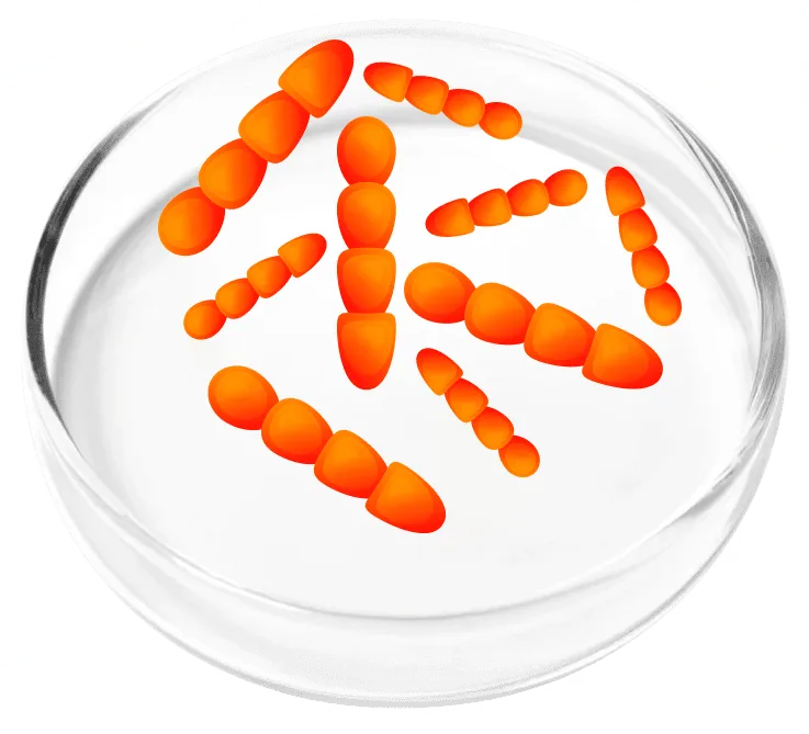 Lactobacillus crispatus probiotic
