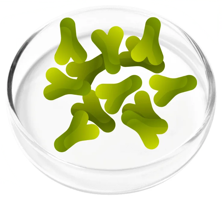 Lactobacillus acidophilus probiotic