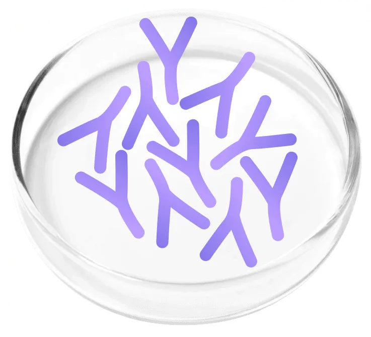 Lactobacillus plantarum probiotic