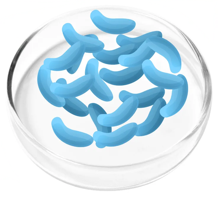 Lactobacillus gasseri probiotic