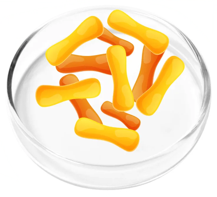 Lactobacillus casei probiotic
